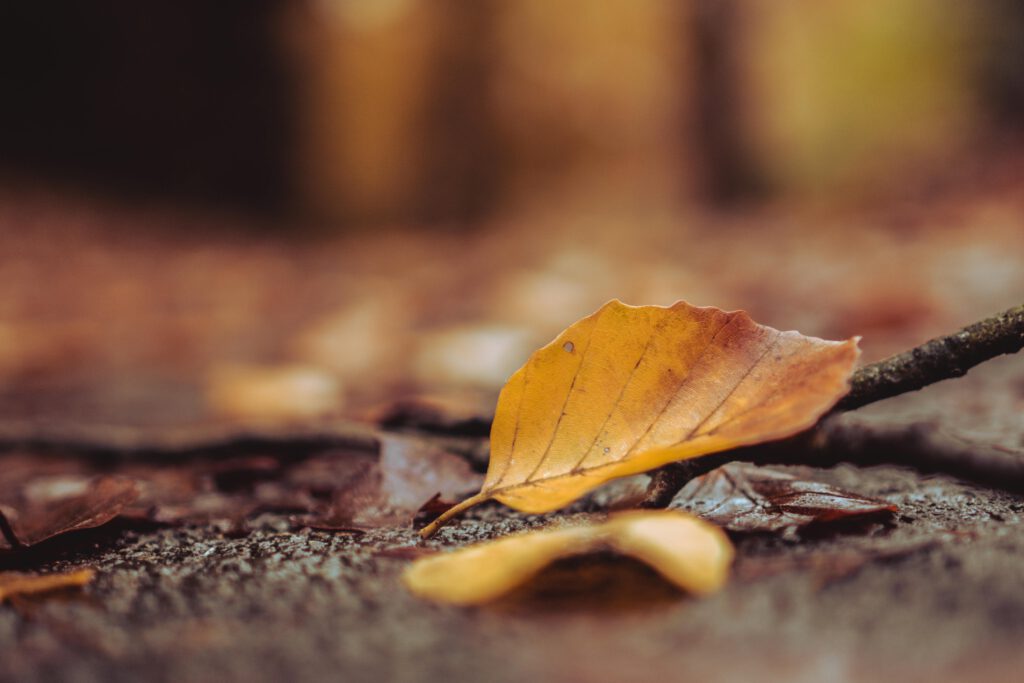 A detailed close-up of an autumn leaf on the ground, showcasing rich fall textures.