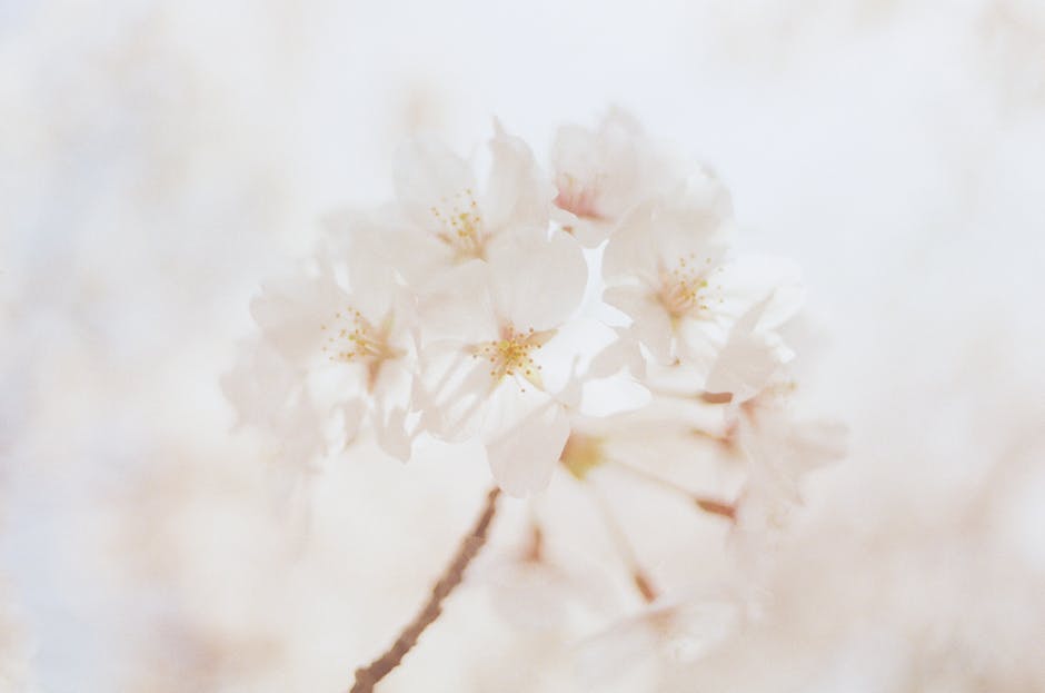 A cluster of cherry blossoms in soft focus with a pastel background, capturing the essence of spring in Japan.
